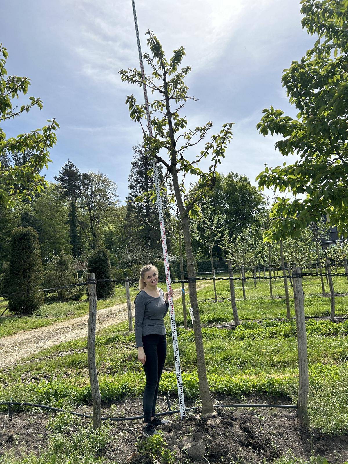 Prunus avium 'Hedelfinger Riesenkirsche'