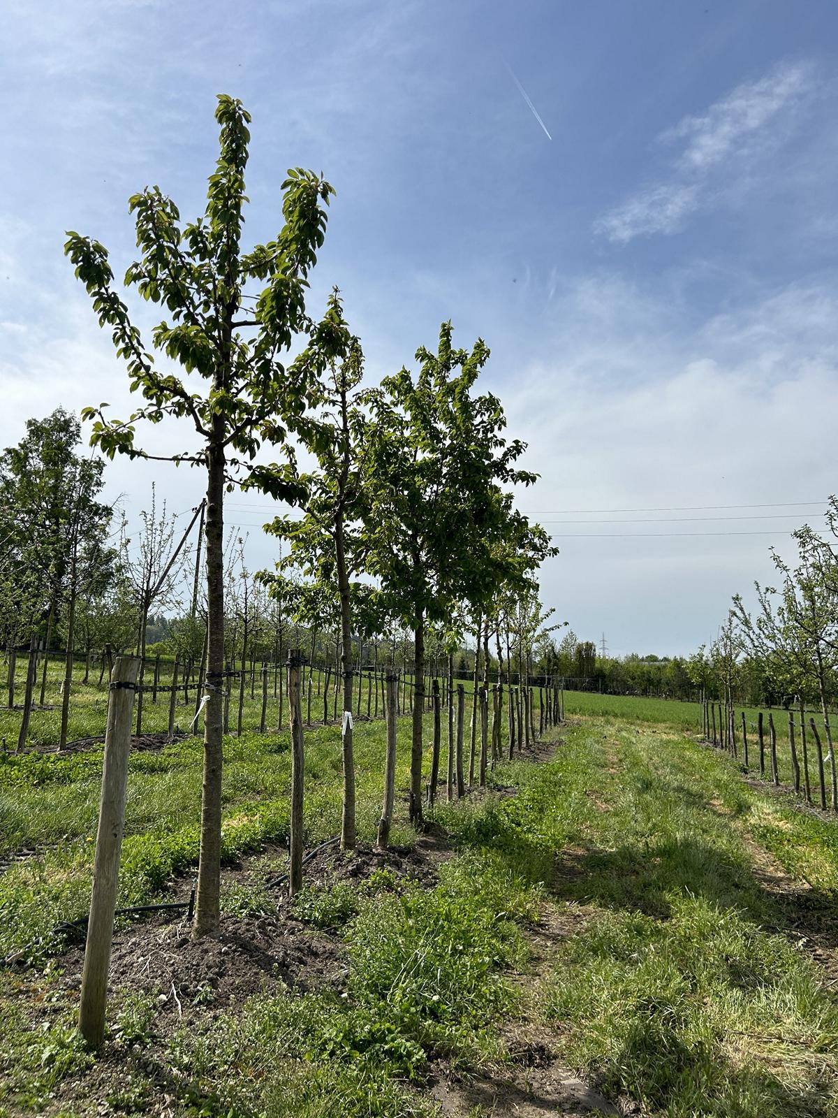 Prunus avium 'Hedelfinger Riesenkirsche'