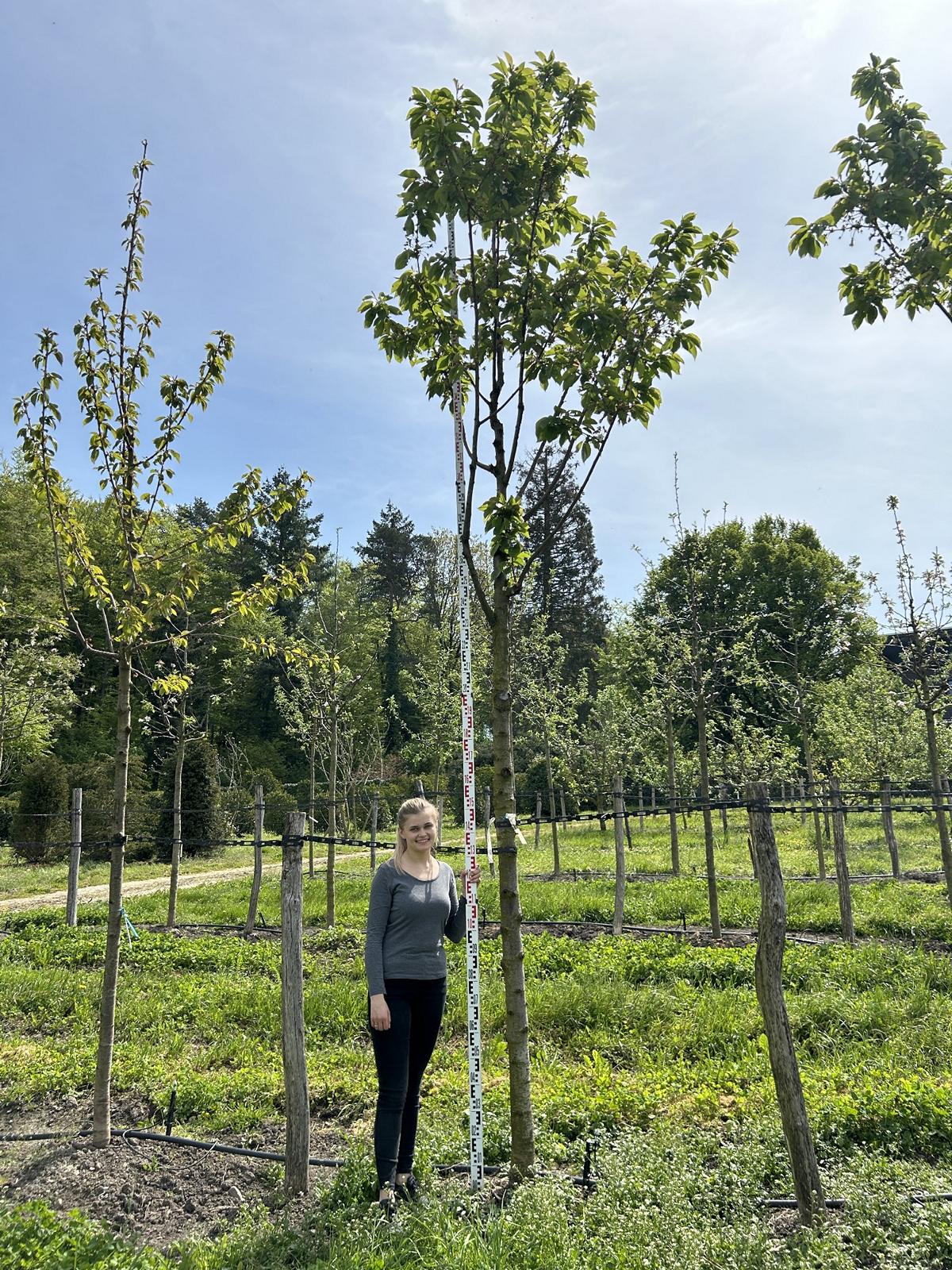 Prunus avium 'Regina'