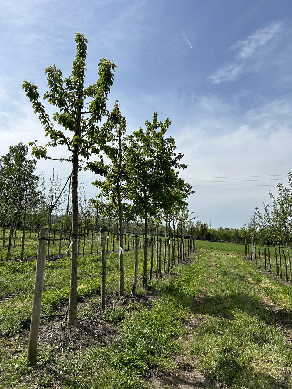 Prunus avium 'Regina'