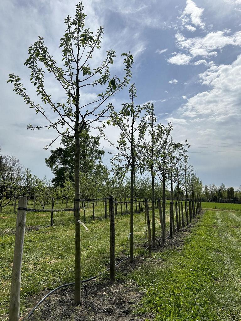 Malus domestica 'Bramley'