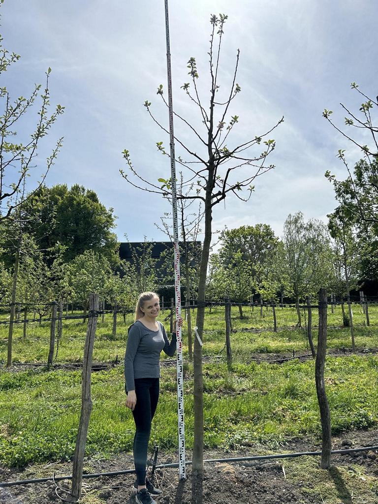 Malus domestica 'James Grieve'