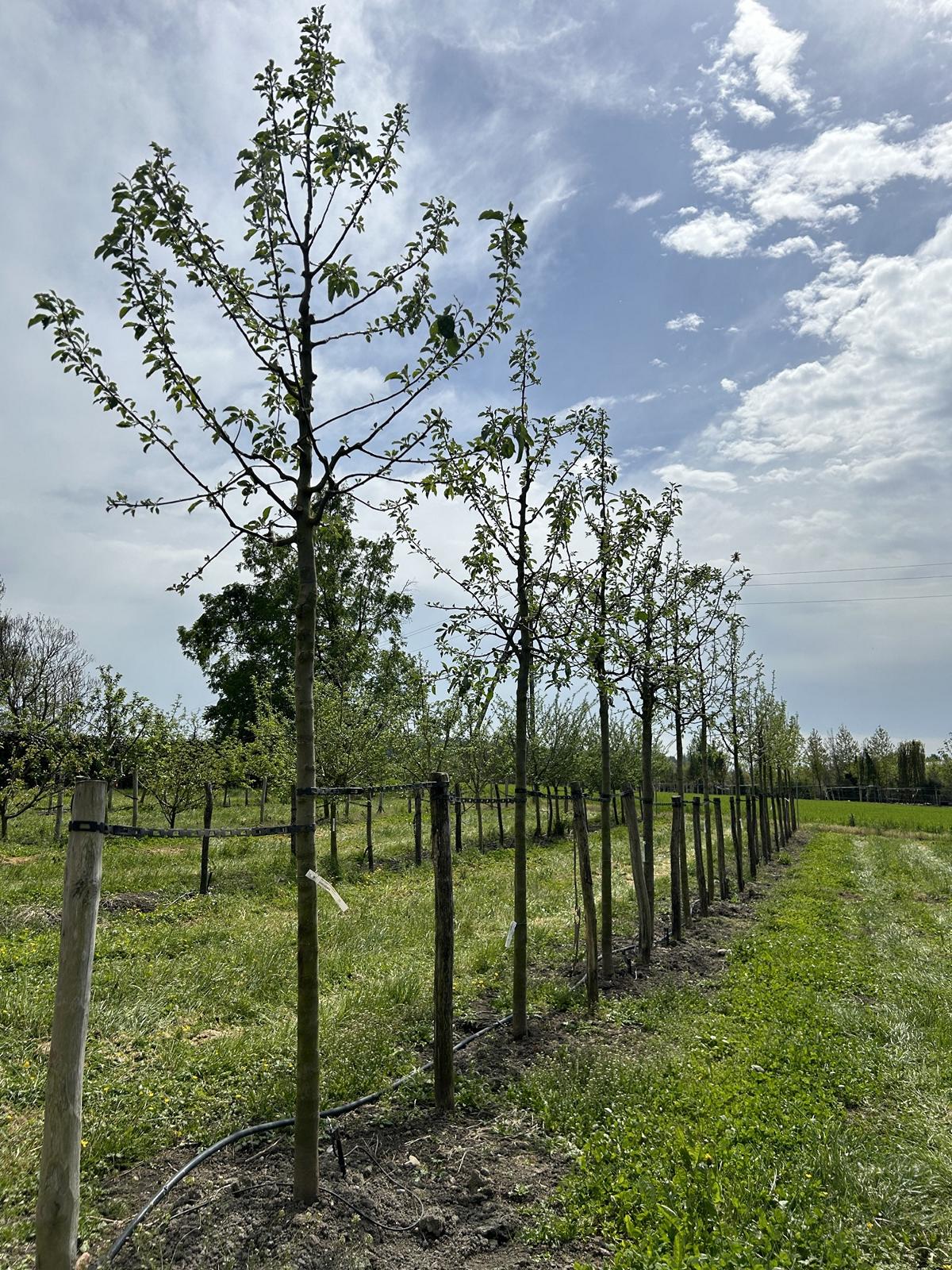 Malus domestica 'James Grieve'