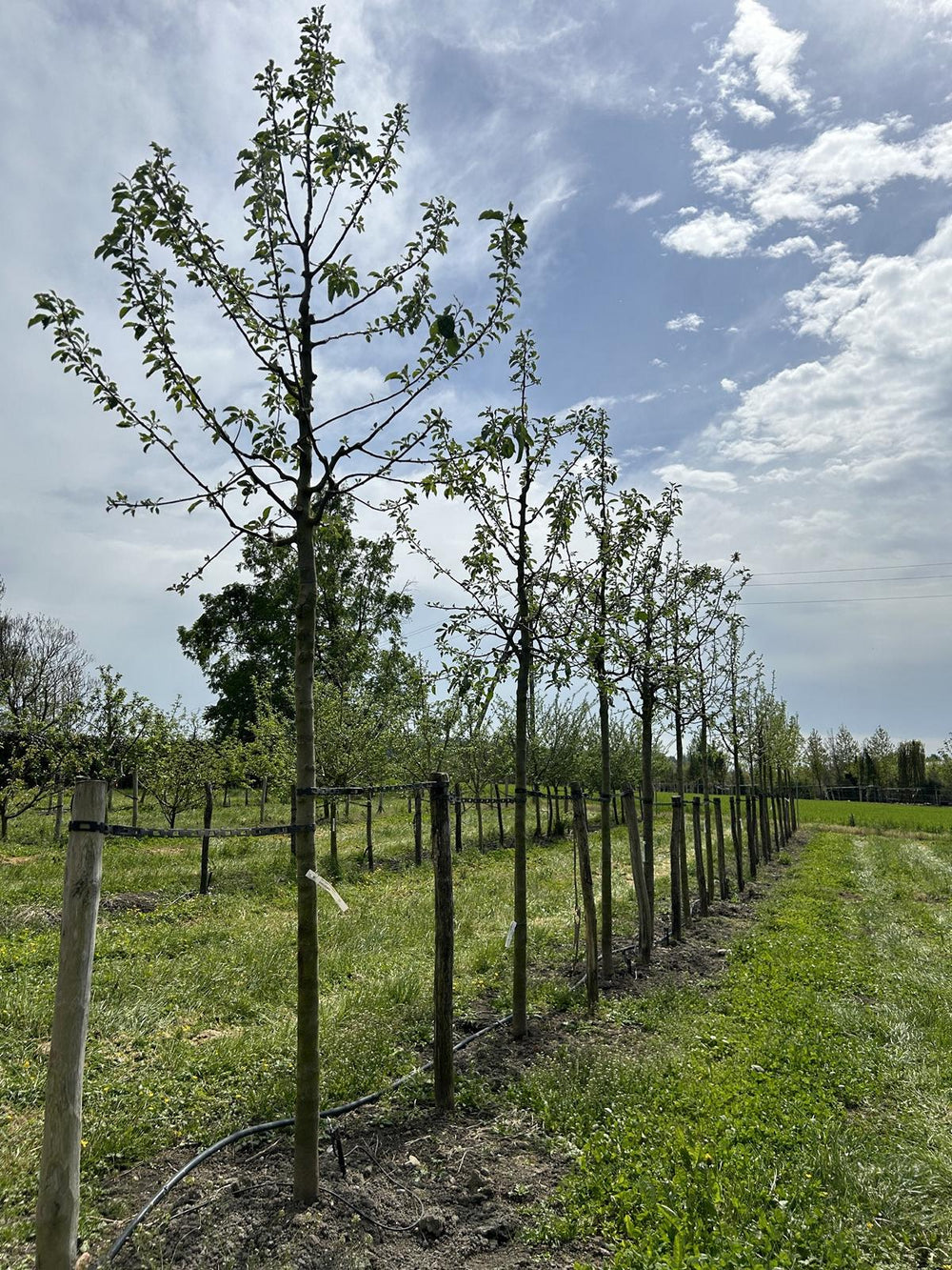 Malus domestica 'Elstar'