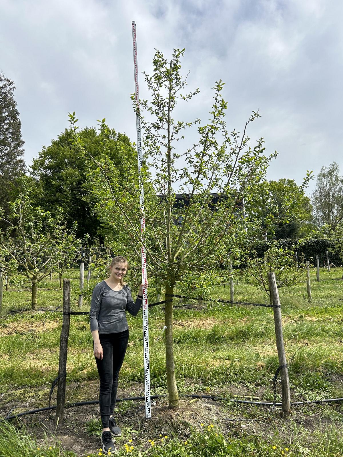 Prunus domestica 'Hauszwetschge'