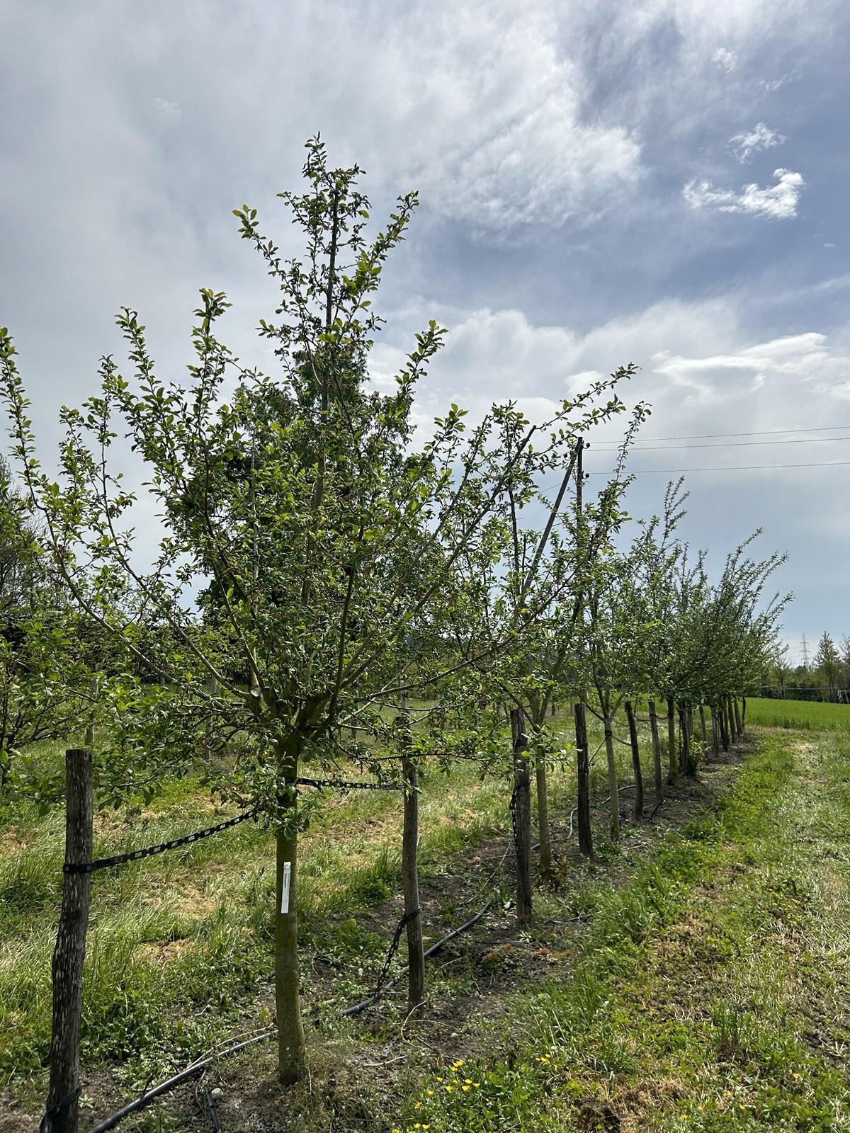 Prunus domestica 'Hauszwetschge'