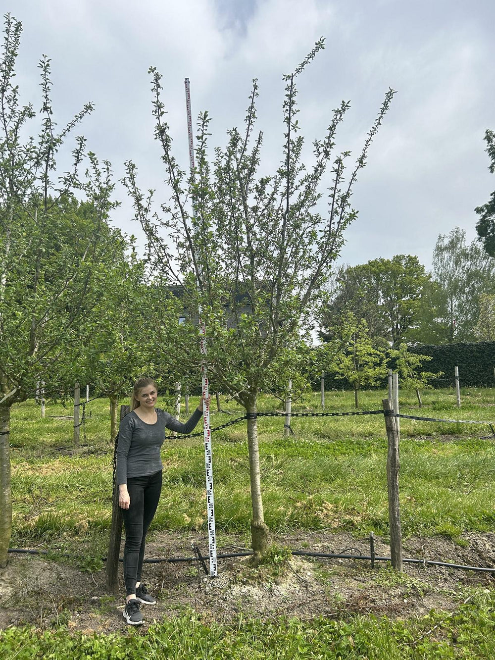 Prunus domestica 'Damassine'