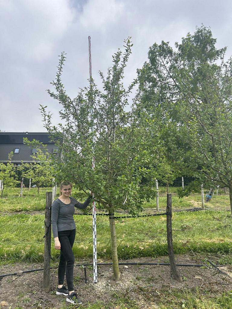 Prunus domestica 'Damassine'