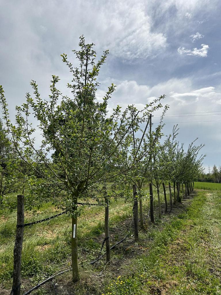 Prunus domestica 'Grosse Grüne Reine Claude'