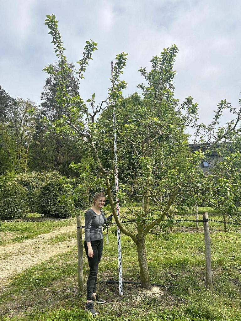 Prunus domestica 'Reine-Claude d'Oullins'
