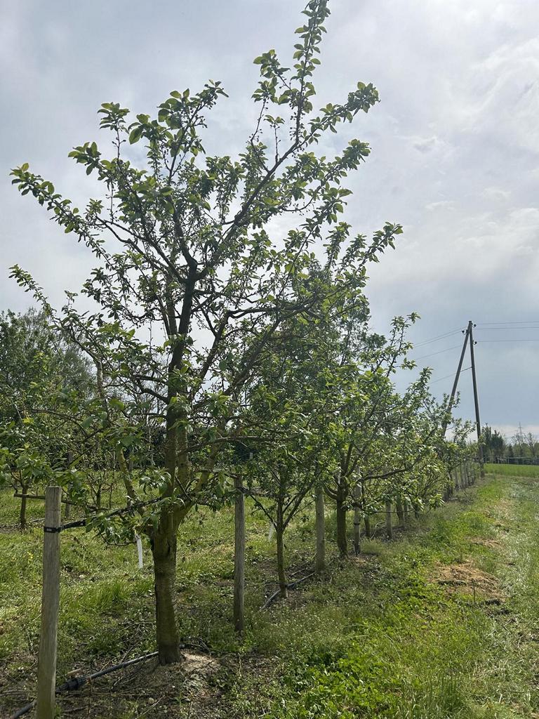Prunus domestica 'Reine-Claude d'Oullins'