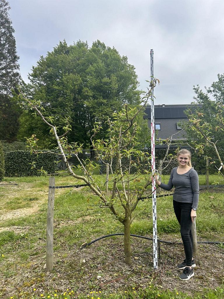 Prunus nucipersica 'Nectared 4'
