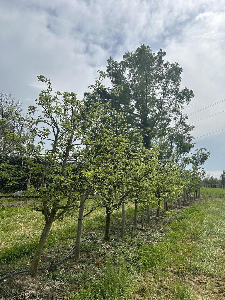 Prunus nucipersica 'Nectared 4'