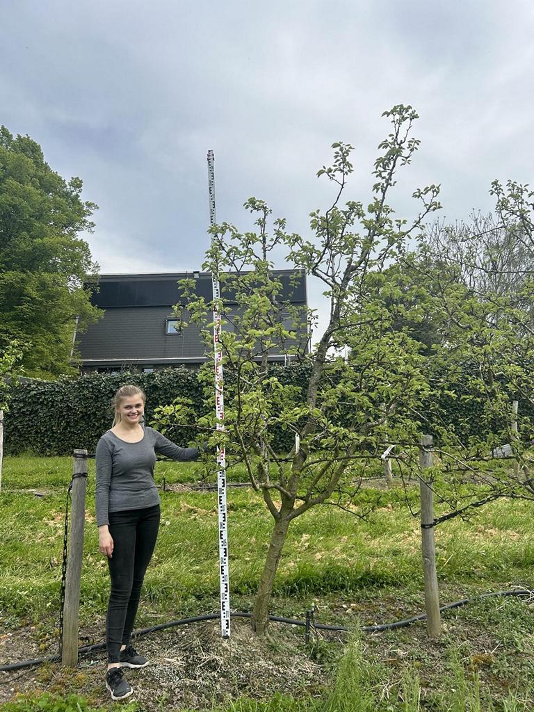 Pyrus communis 'Williams Christbirne'