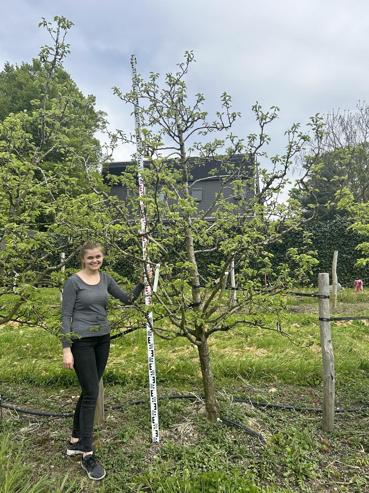 Pyrus communis 'Williams Christbirne'