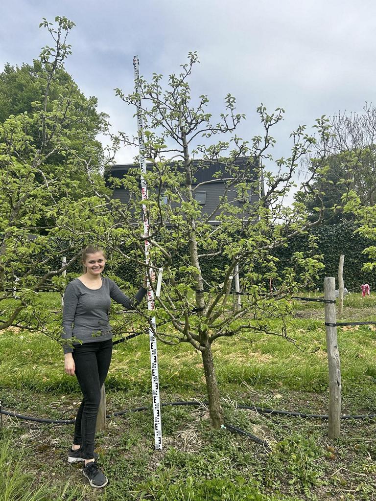 Pyrus communis 'Williams Christbirne'