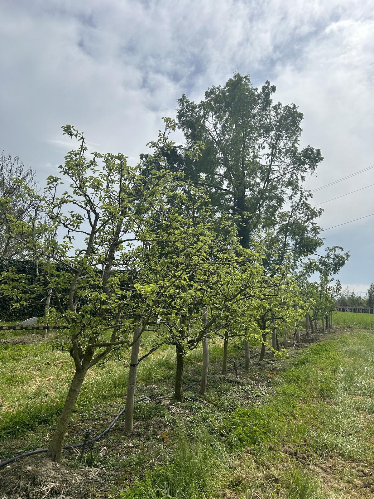 Pyrus communis 'Williams Christbirne'