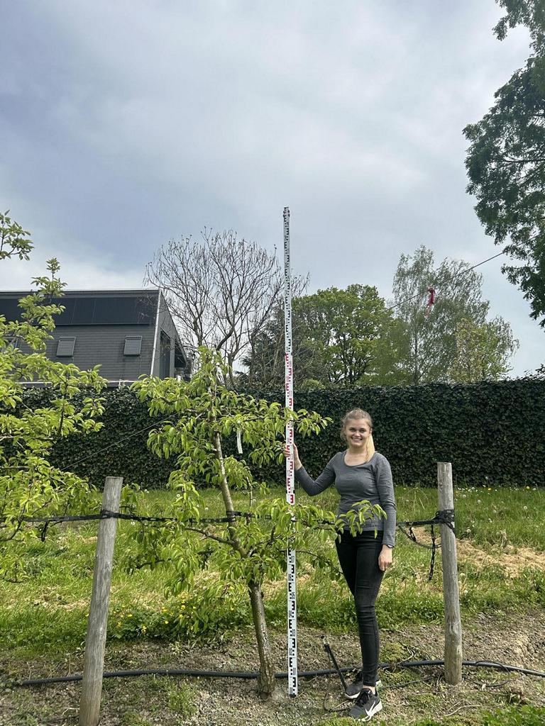 Pyrus communis 'Gute Luise von Avranches'