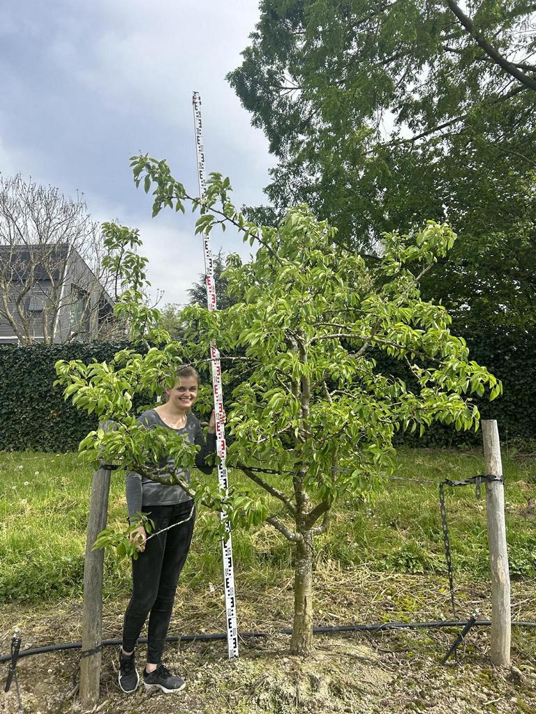 Pyrus communis 'Clapp's Liebling'