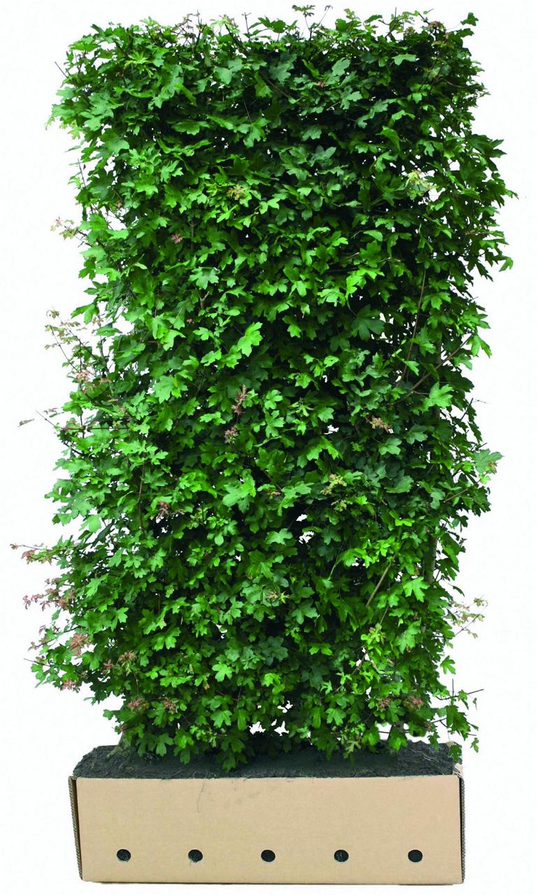 Acer campestre Heckenelement