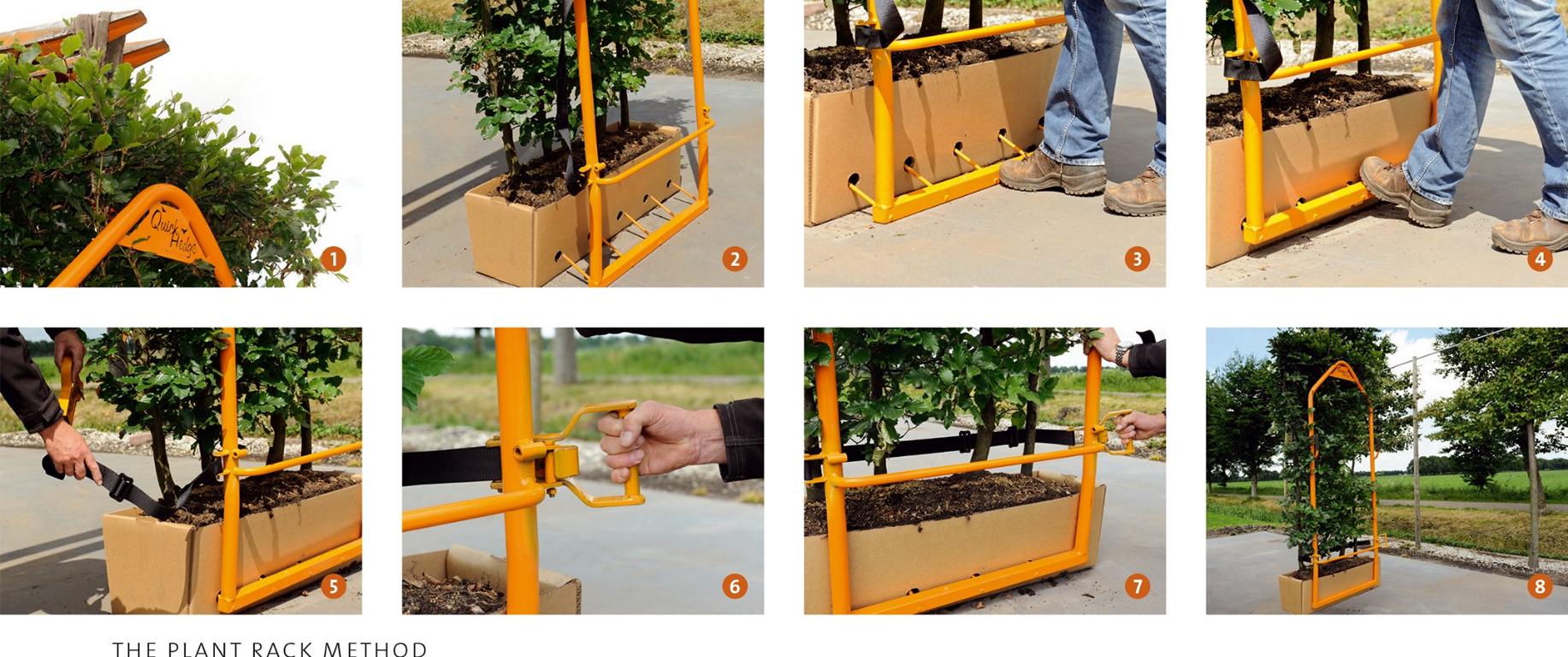 Acer campestre Heckenelement
