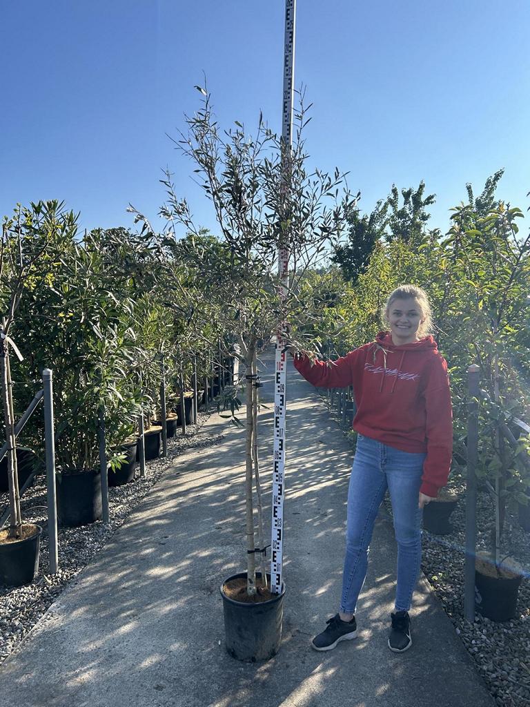Olea europaea