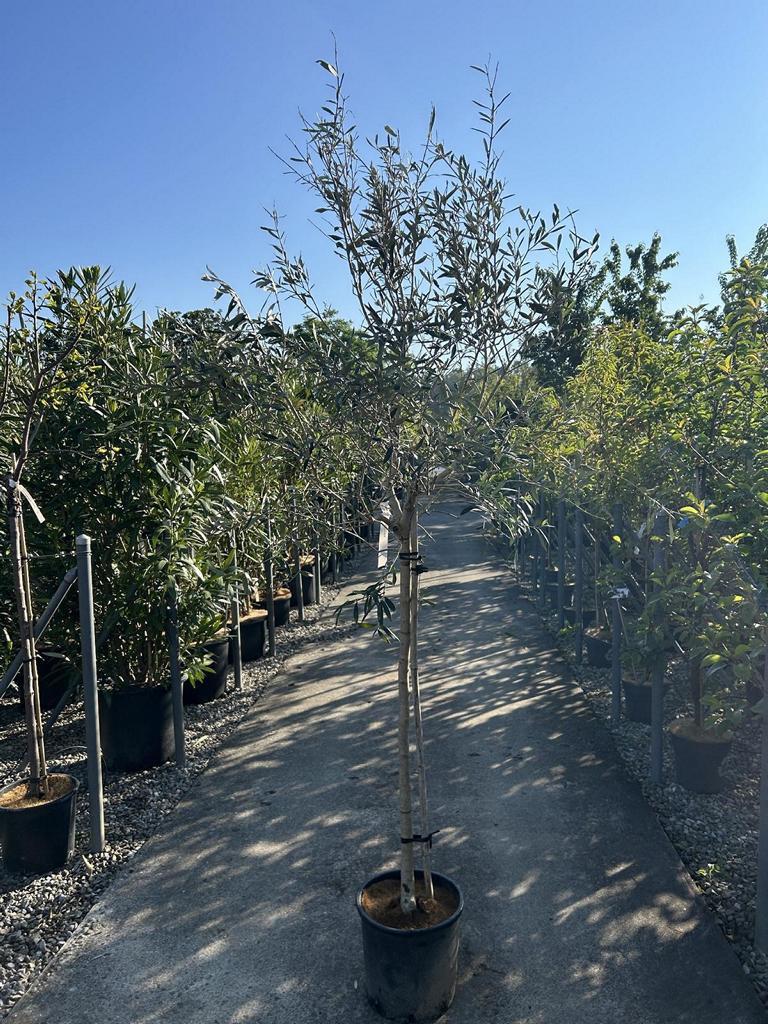 Olea europaea