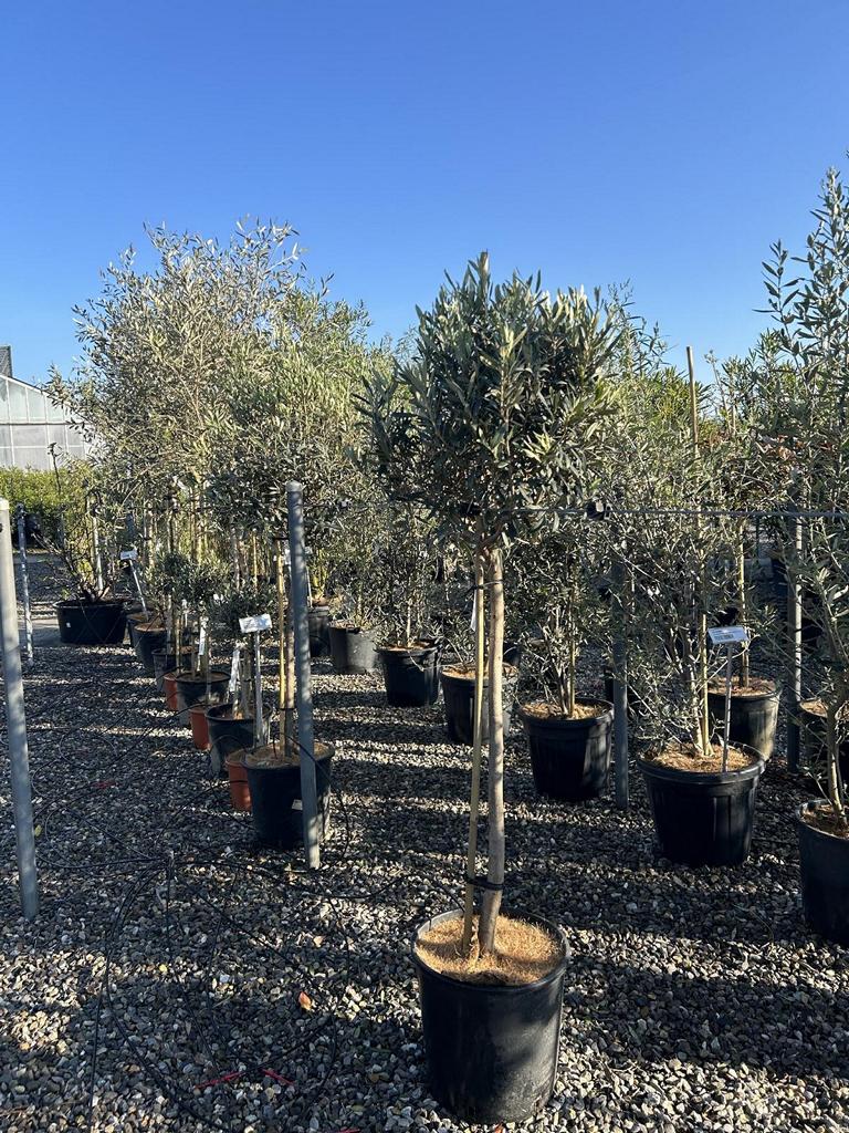 Olea europaea