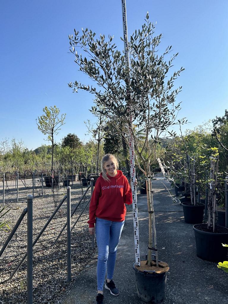 Olea europaea