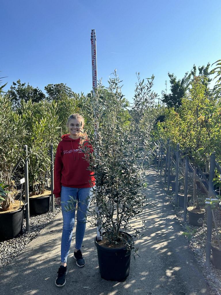 Olea europaea