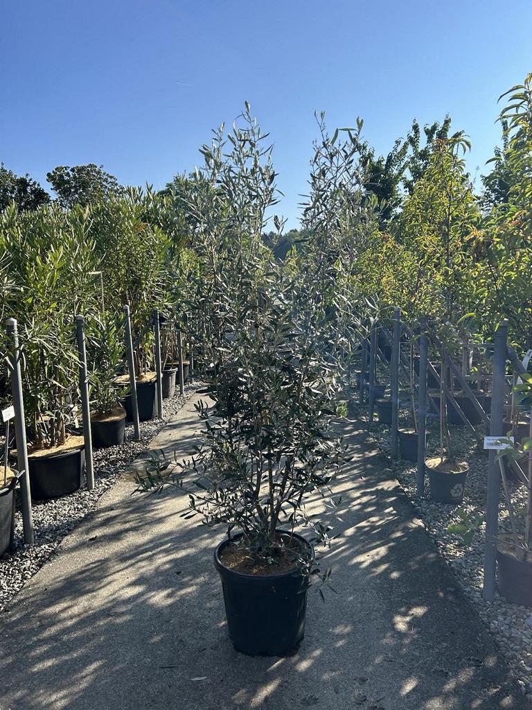 Olea europaea