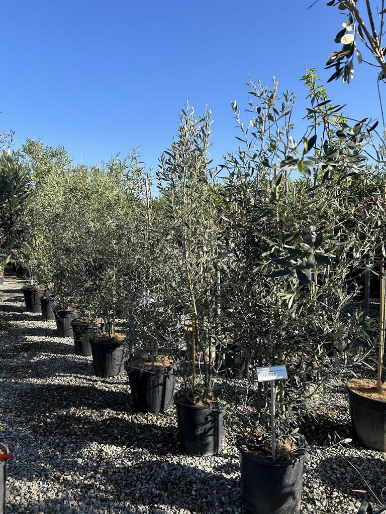 Olea europaea