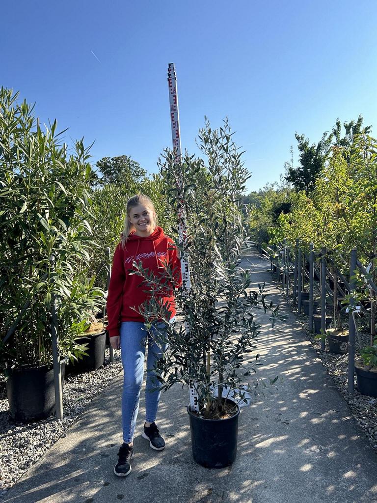 Olea europaea