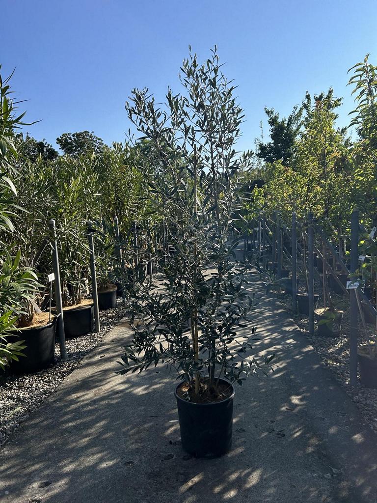 Olea europaea