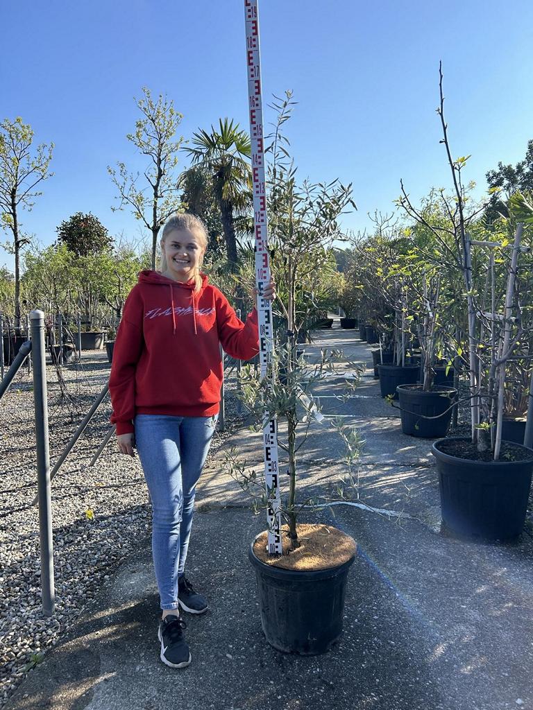 Olea europaea