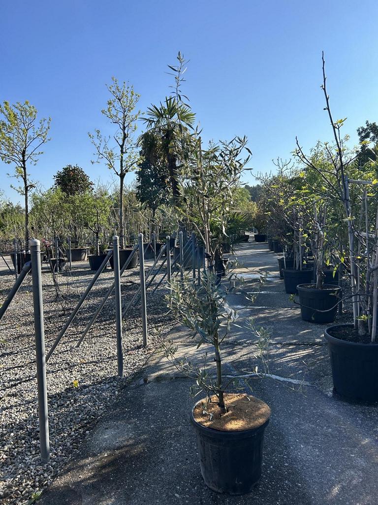 Olea europaea