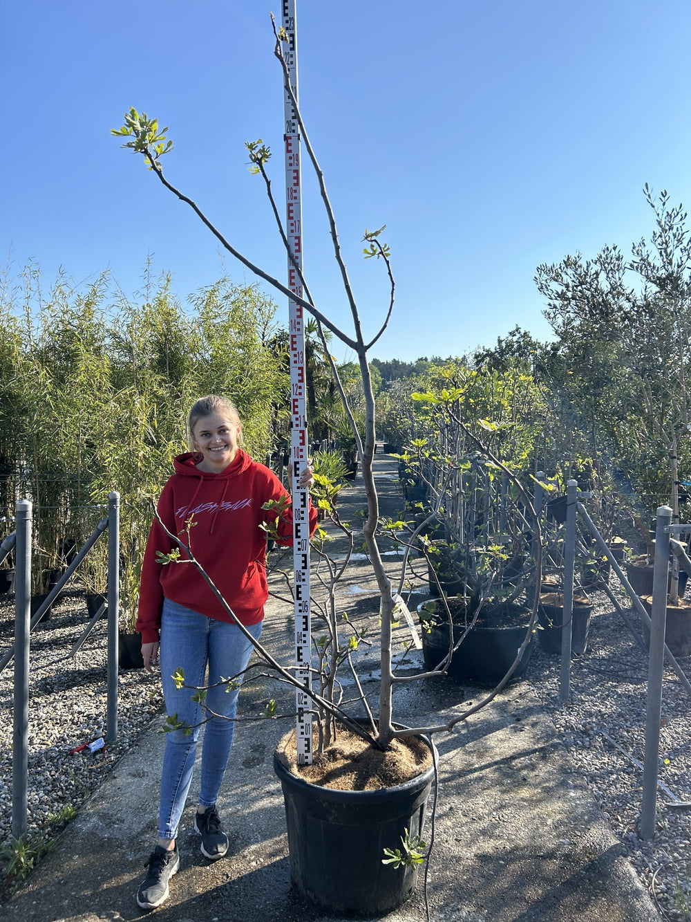 Ficus carica 'Verdino'