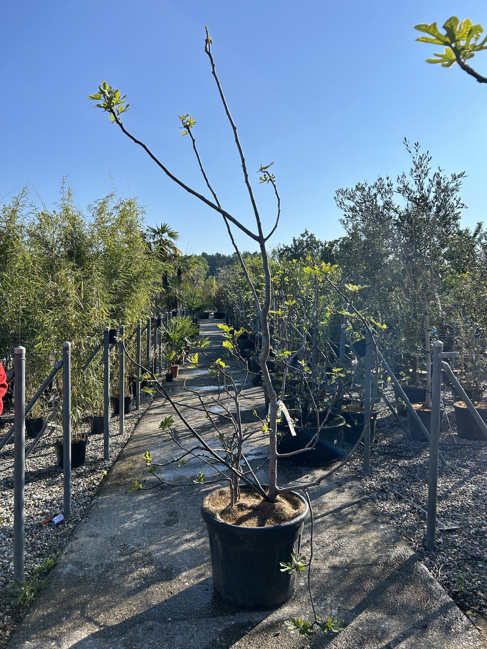 Ficus carica 'Verdino'