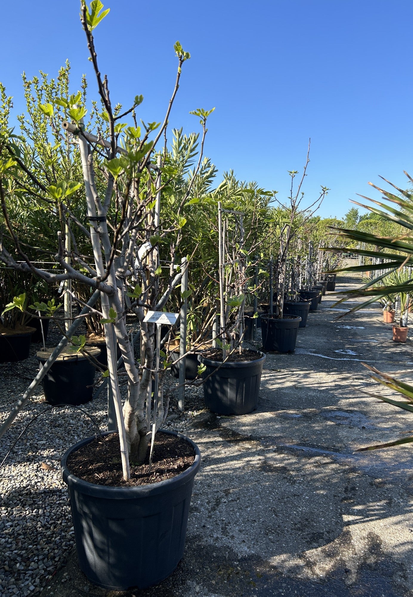 Ficus carica 'Verdino'