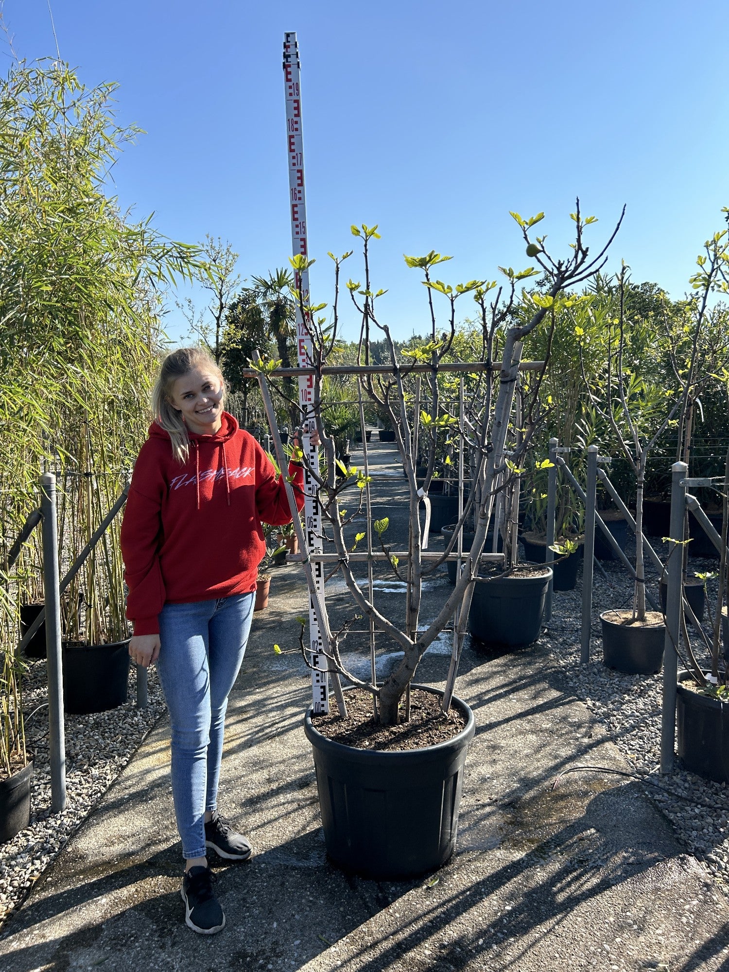 Ficus carica Spalier