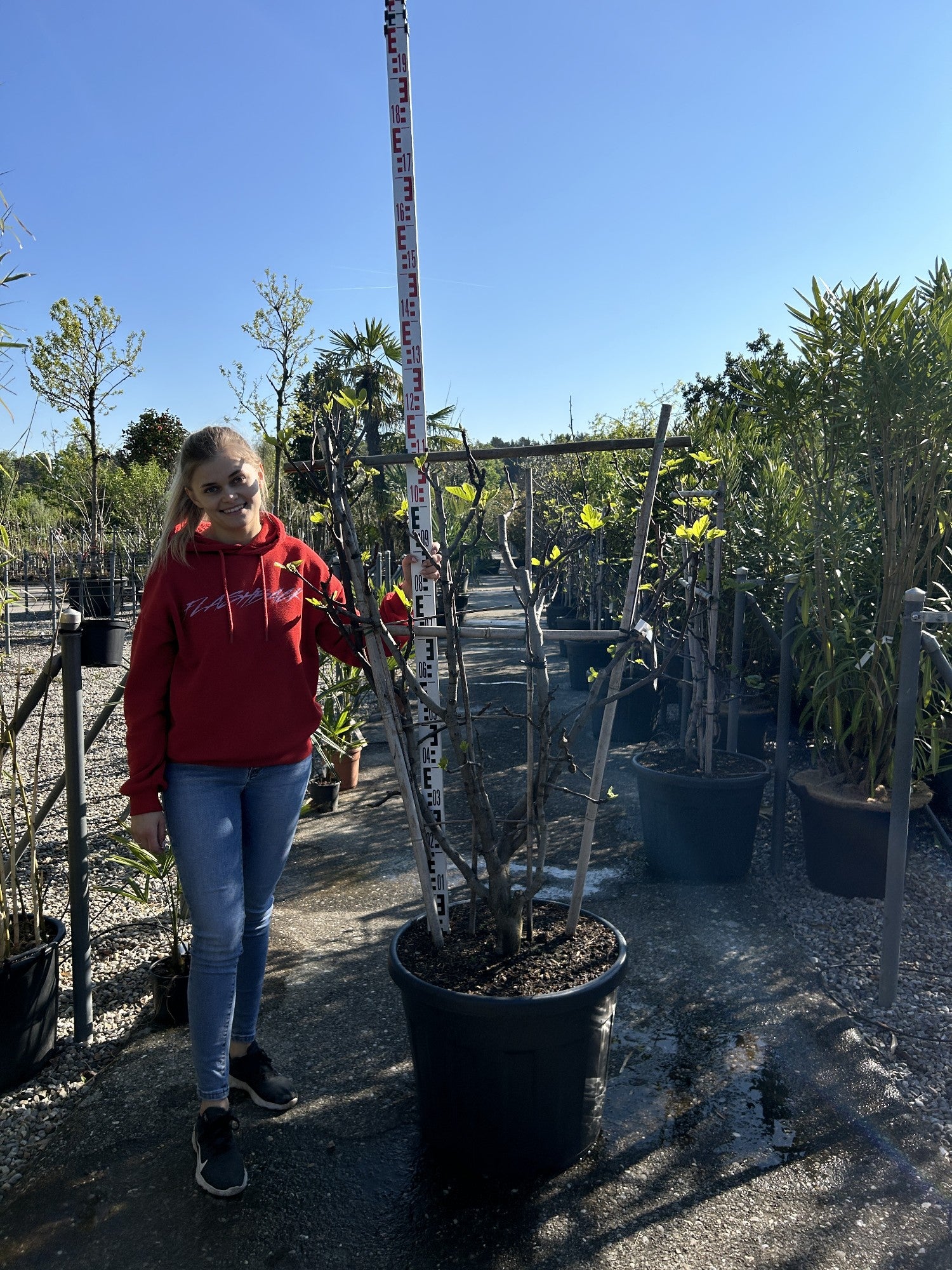 Ficus carica Spalier