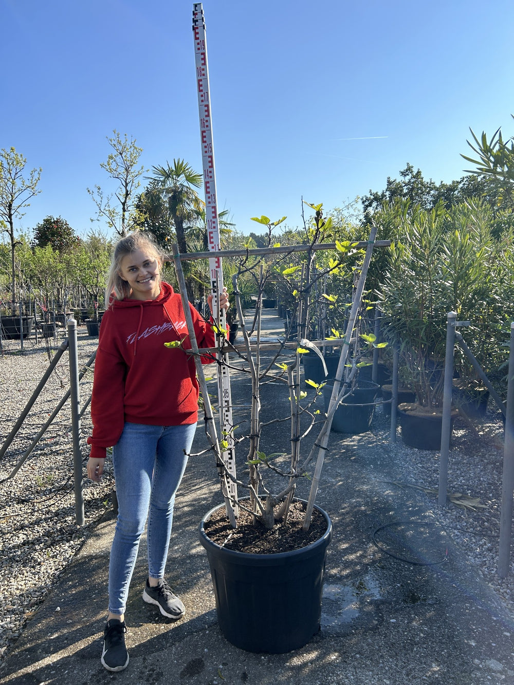 Ficus carica Spalier