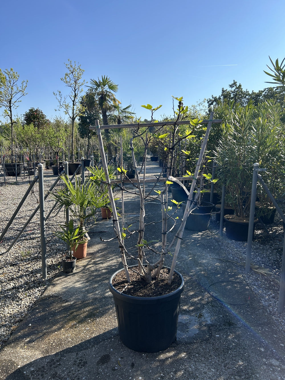 Ficus carica Spalier