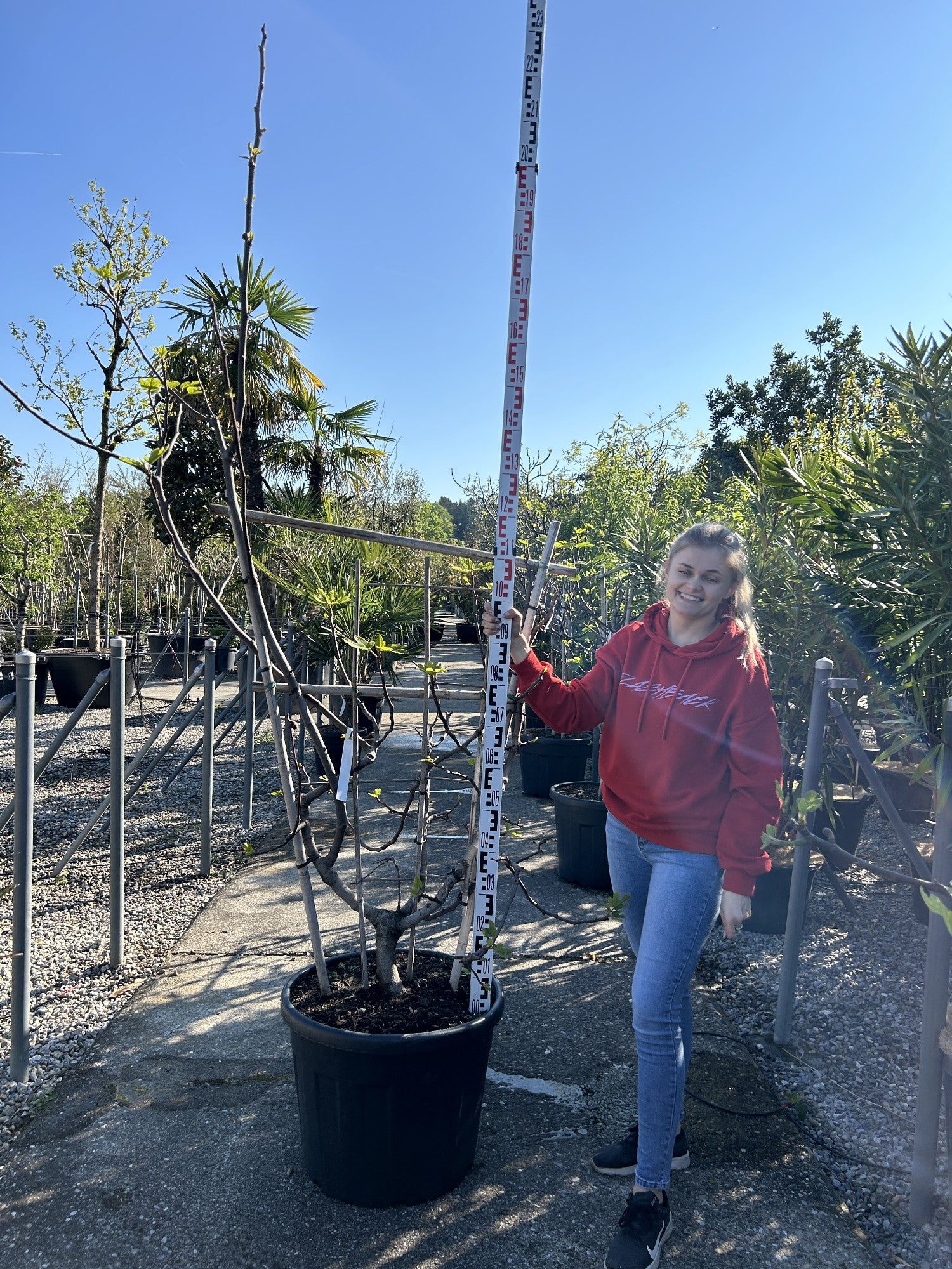 Ficus carica Spalier