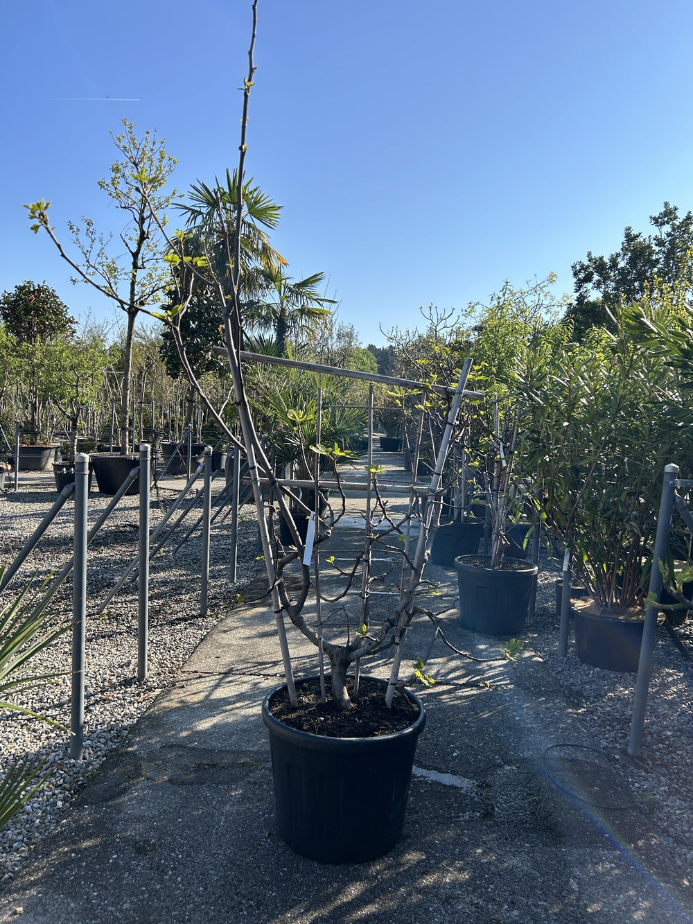 Ficus carica Spalier