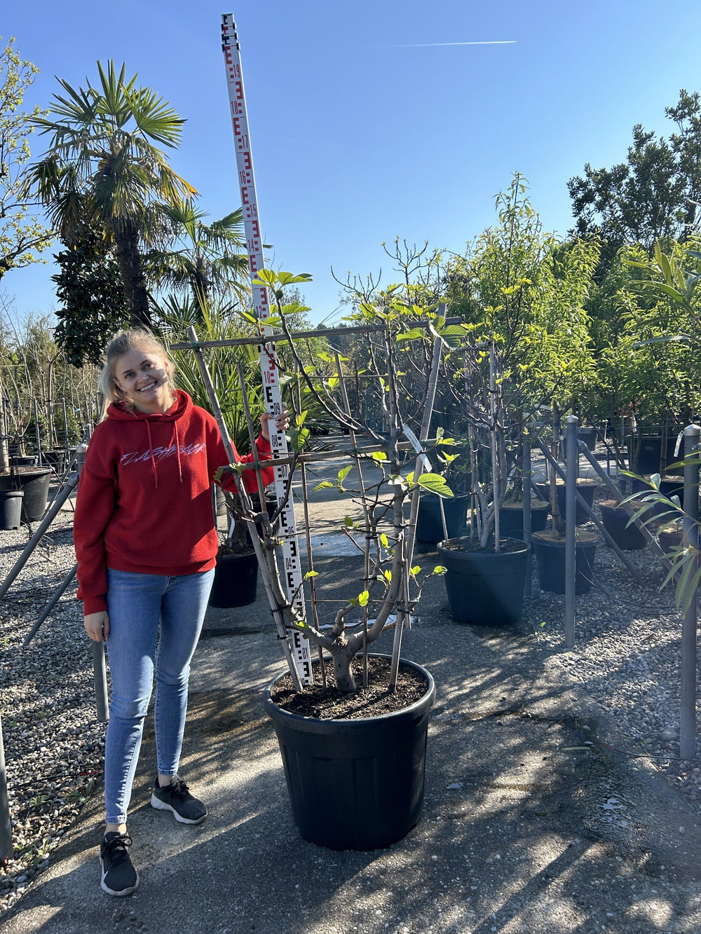 Ficus carica Spalier