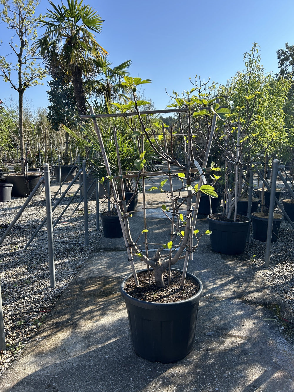 Ficus carica Spalier