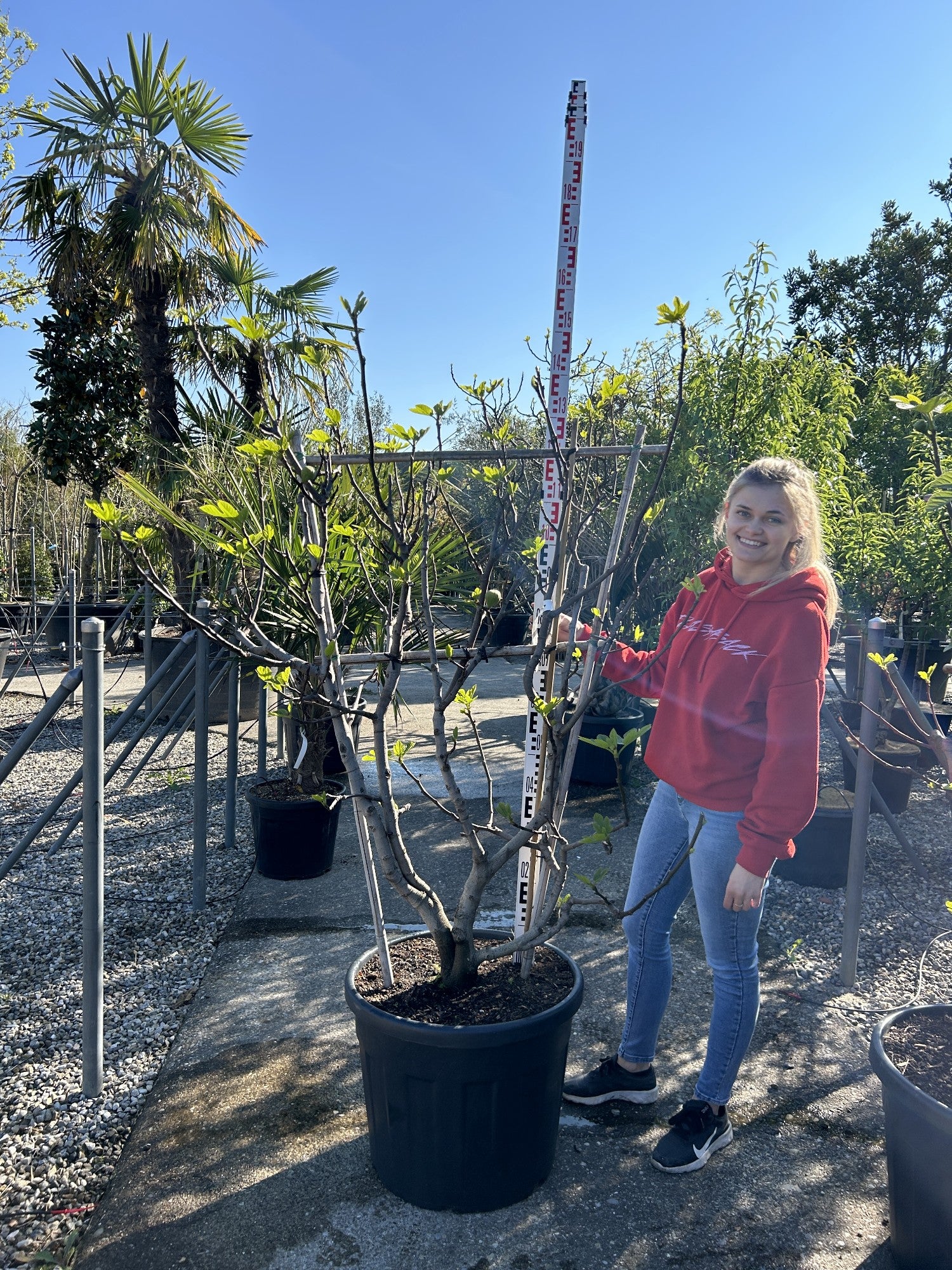 Ficus carica Spalier