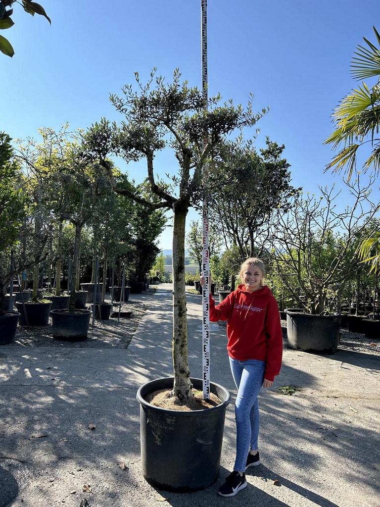 Olea europaea