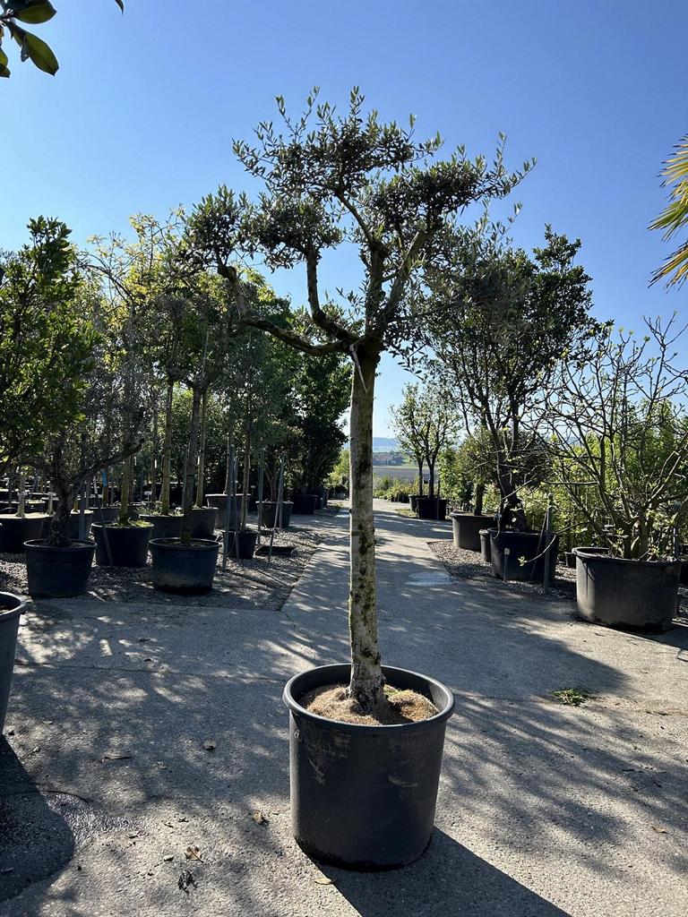 Olea europaea